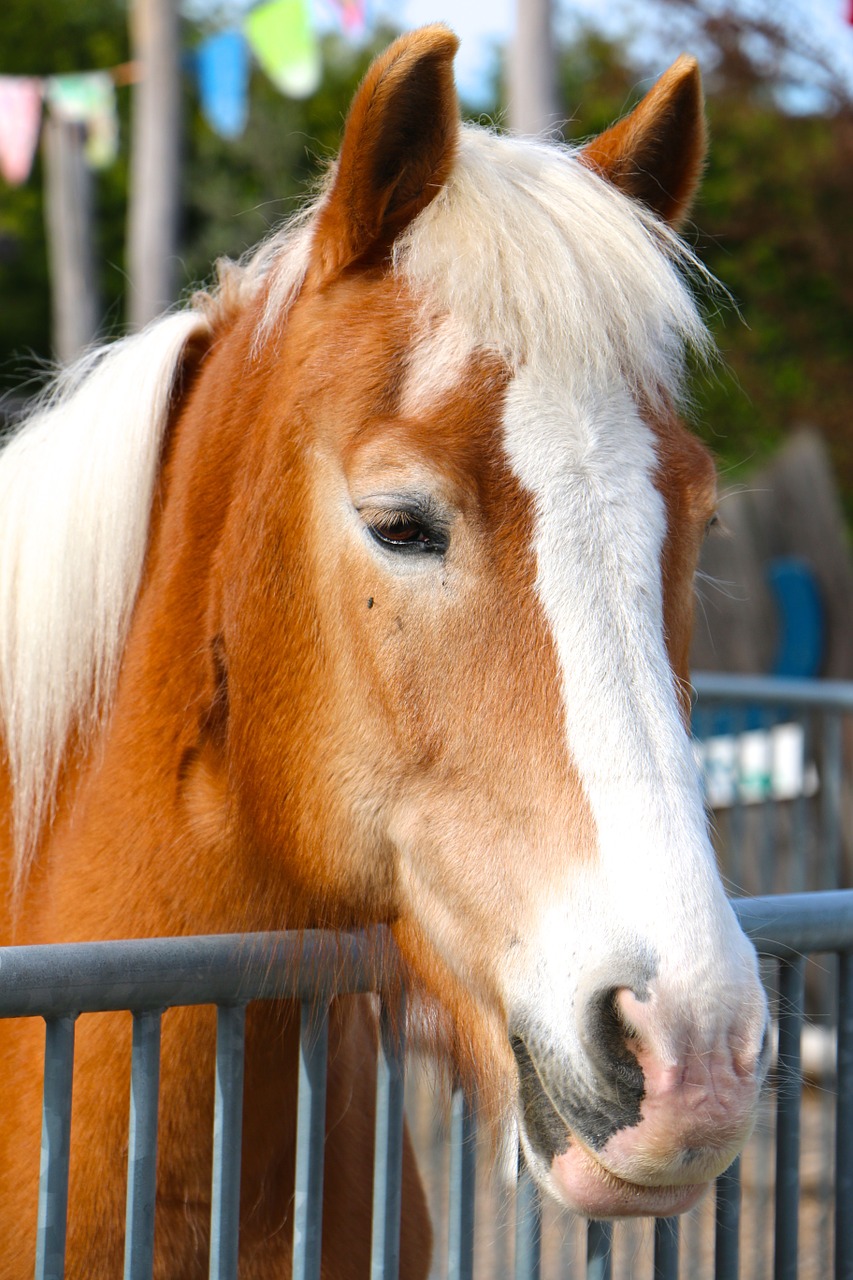 horse fence mane free photo