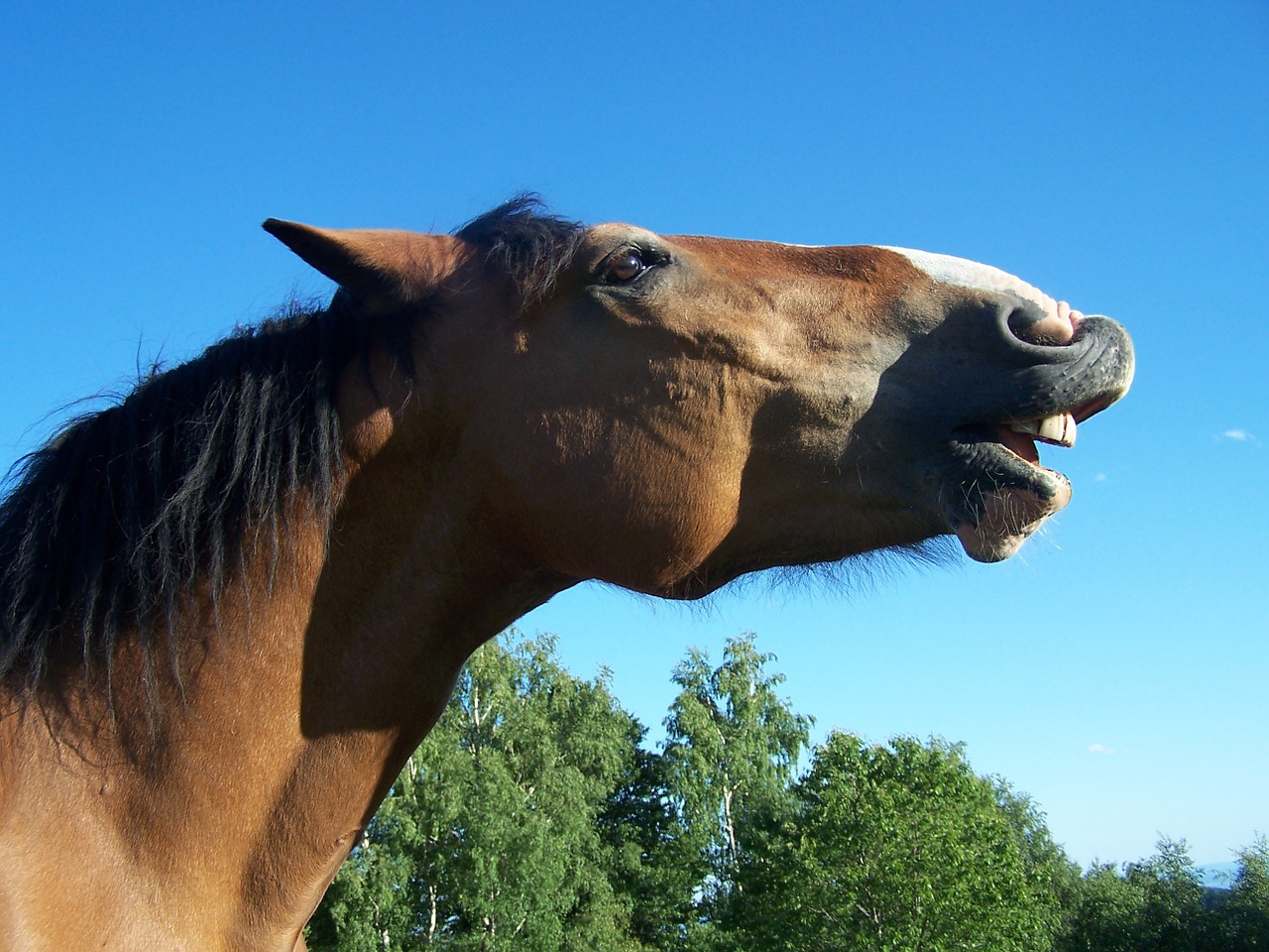 horse smile laugh free photo