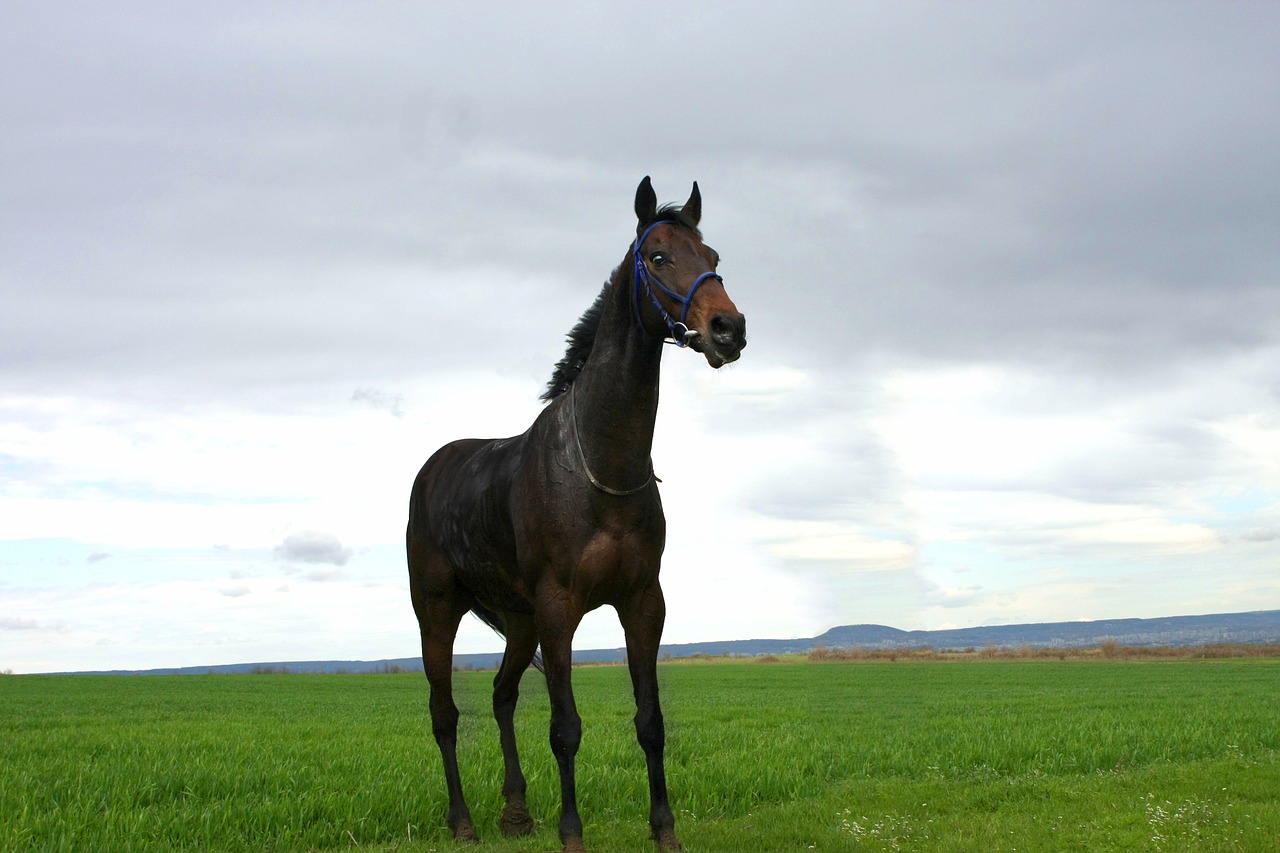 horse black horse animal free photo