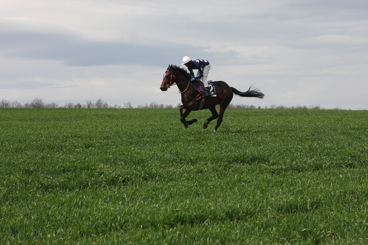 horse racehorse gallop free photo