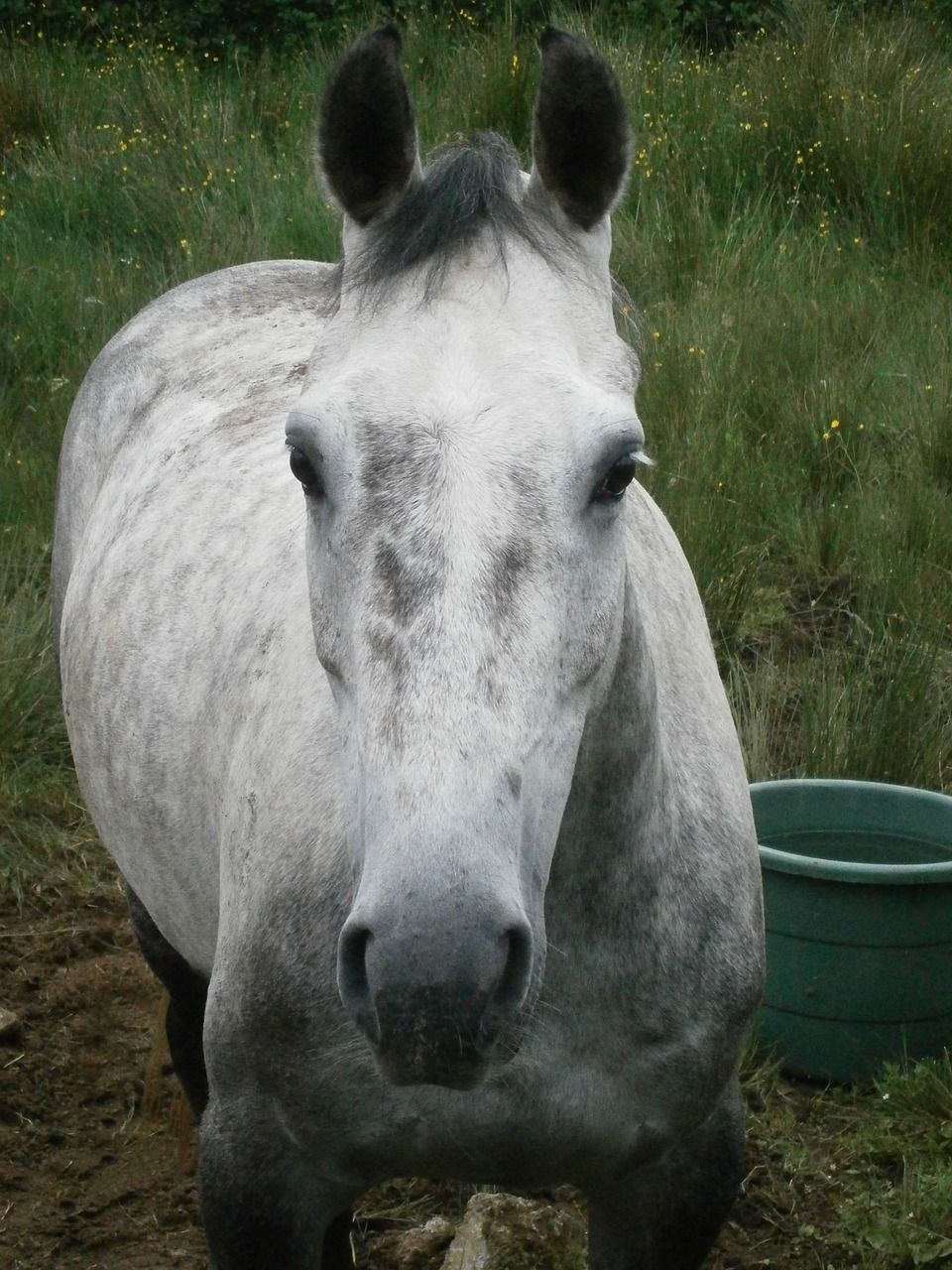 horse field water free photo