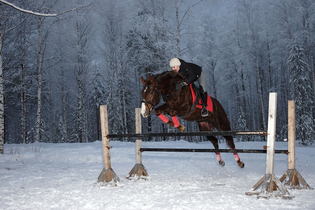 horse sports horsewoman free photo