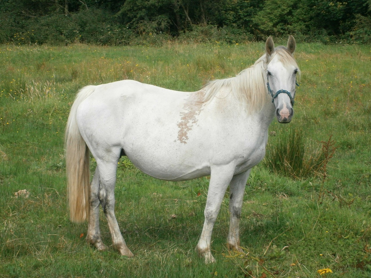 horse field horses free photo