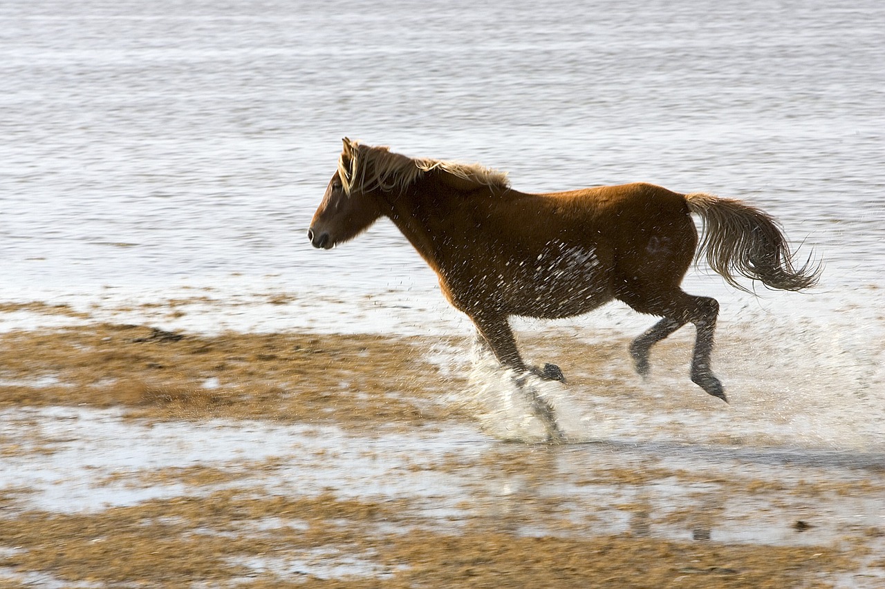 horse wild running free photo