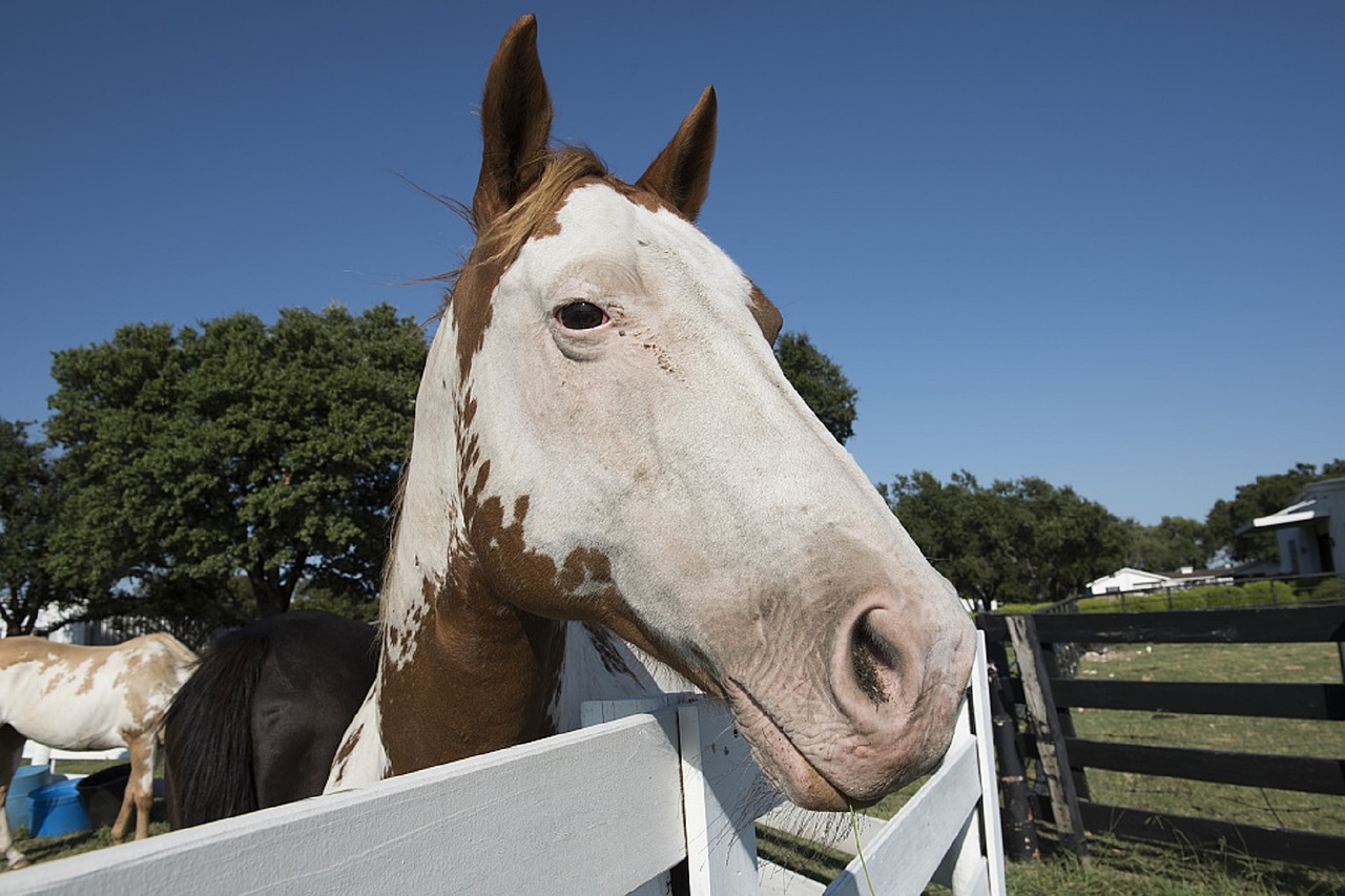 horse corral fence free photo