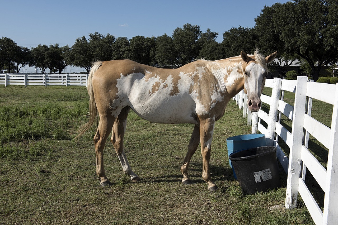 horse corral fence free photo