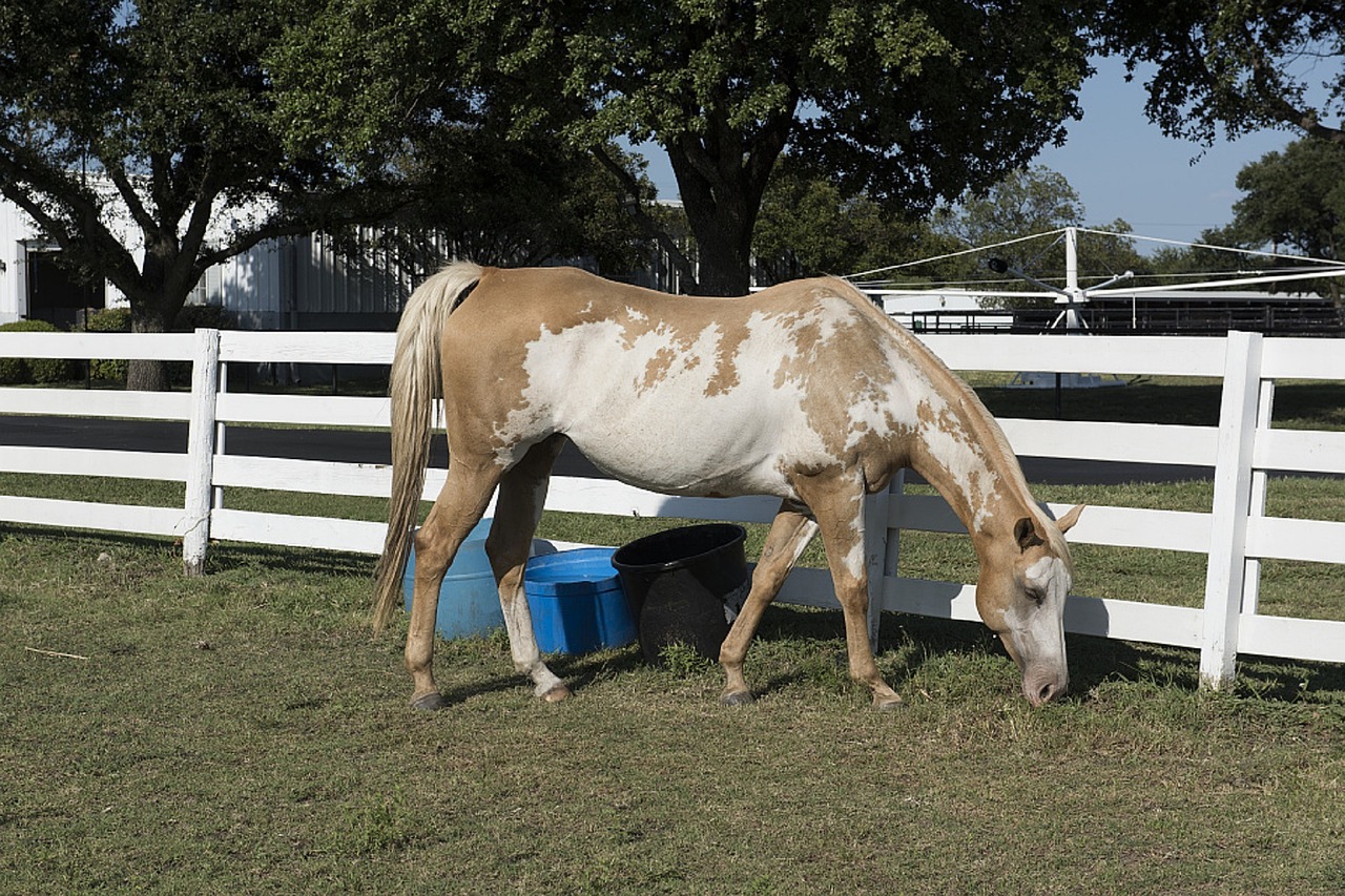 horse corral fence free photo