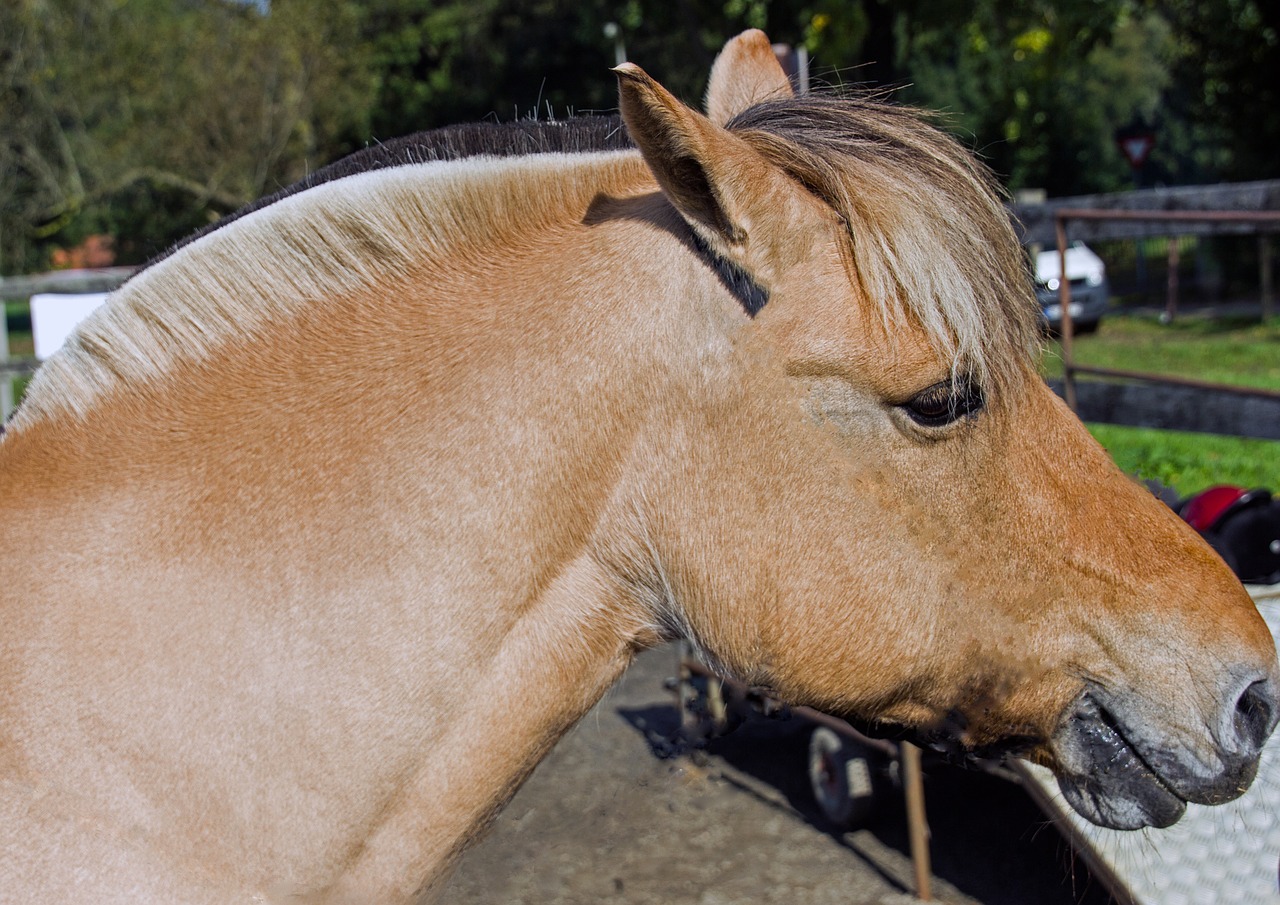 horse horses horsehead free photo