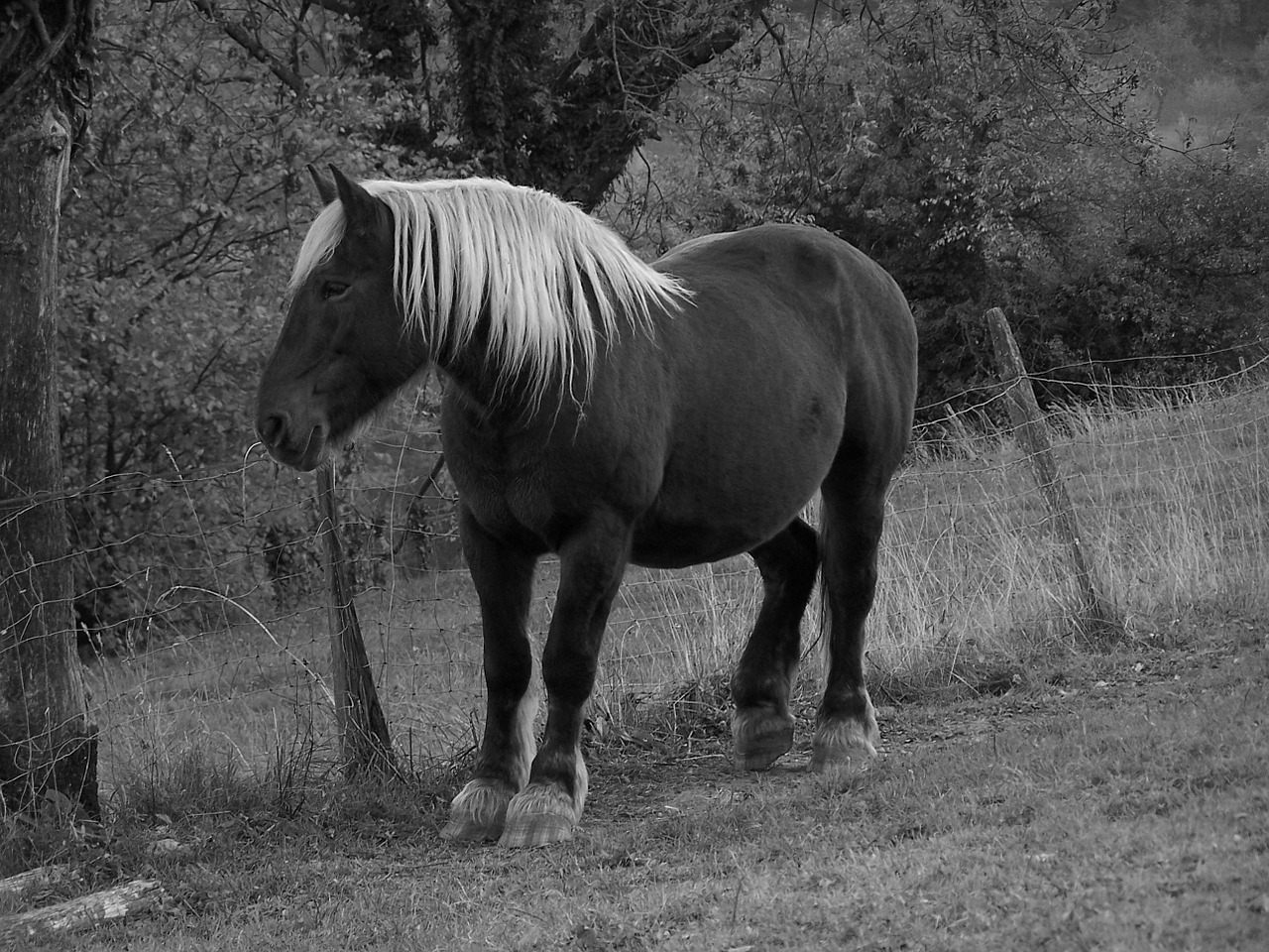 horse prairie boulogne free photo