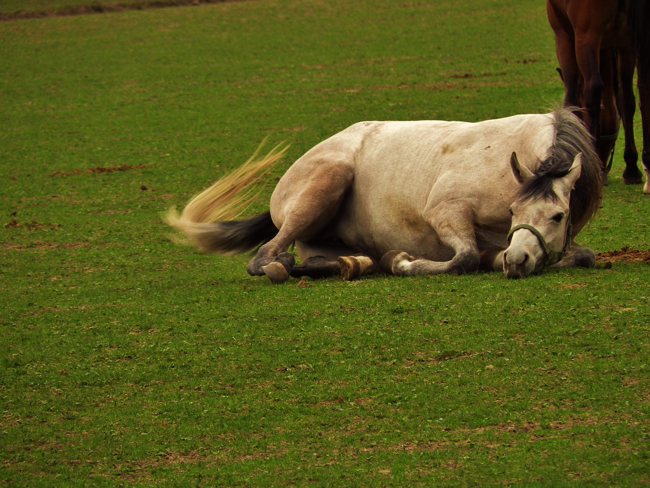 horse arabian horse stocks free photo