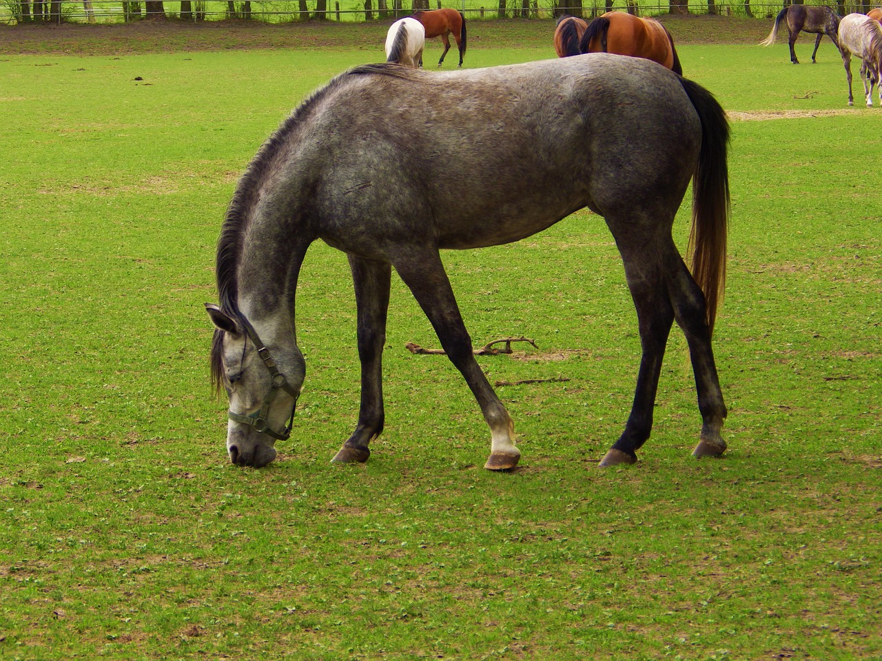 horse arabian horse stocks free photo