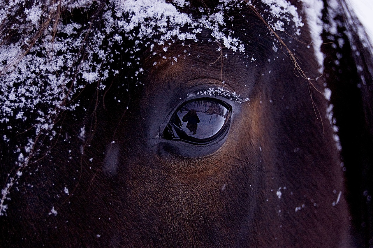 horse reflection snow free photo