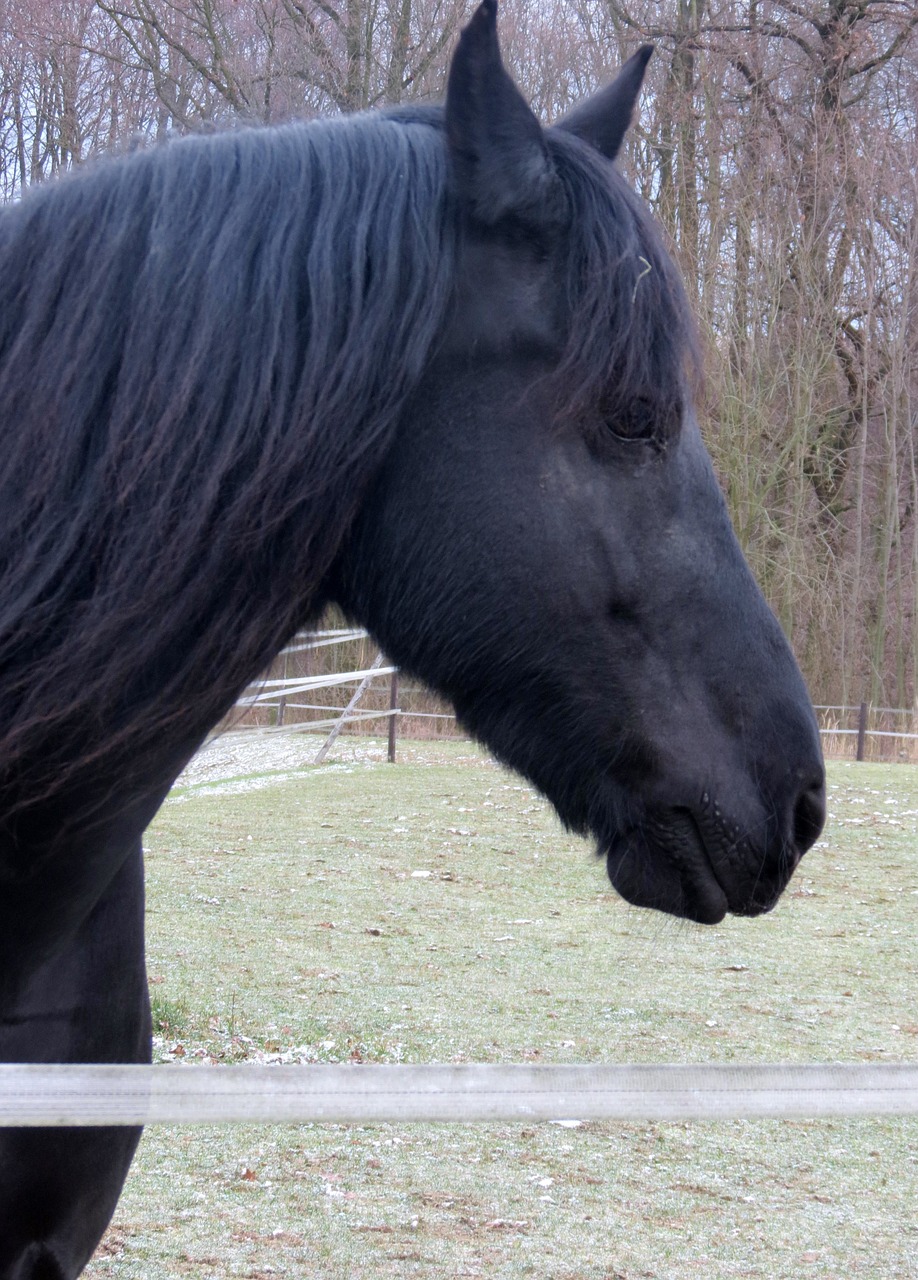 horse animal nature free photo