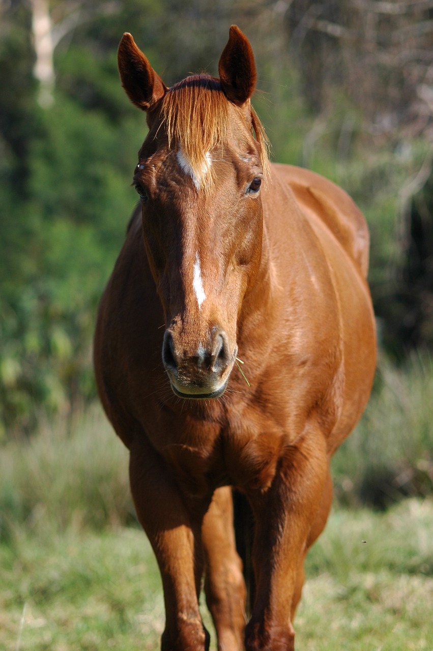 horse ranch animal free photo