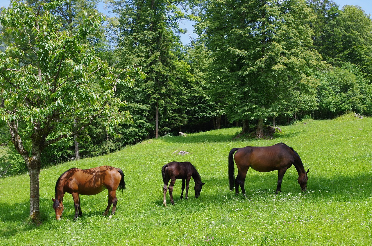 horse horses frank mountain free photo