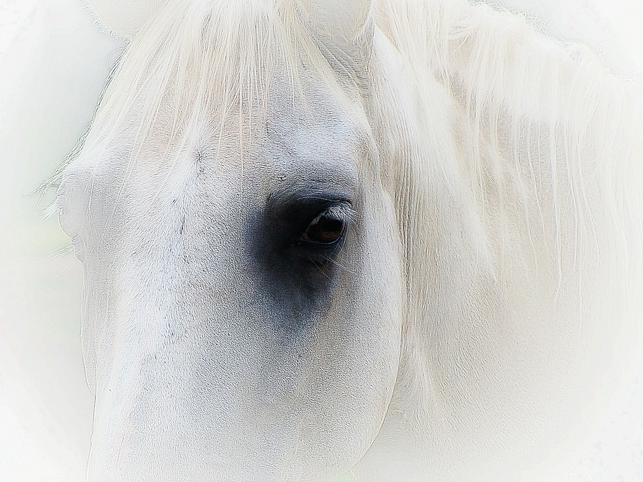horse face portrait free photo