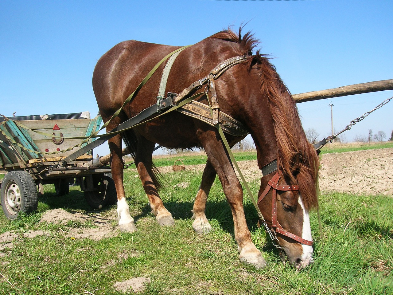 horse wagon village free photo