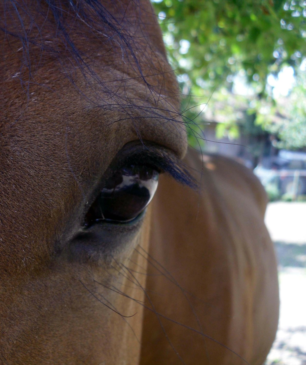 horse gentle eyes free photo