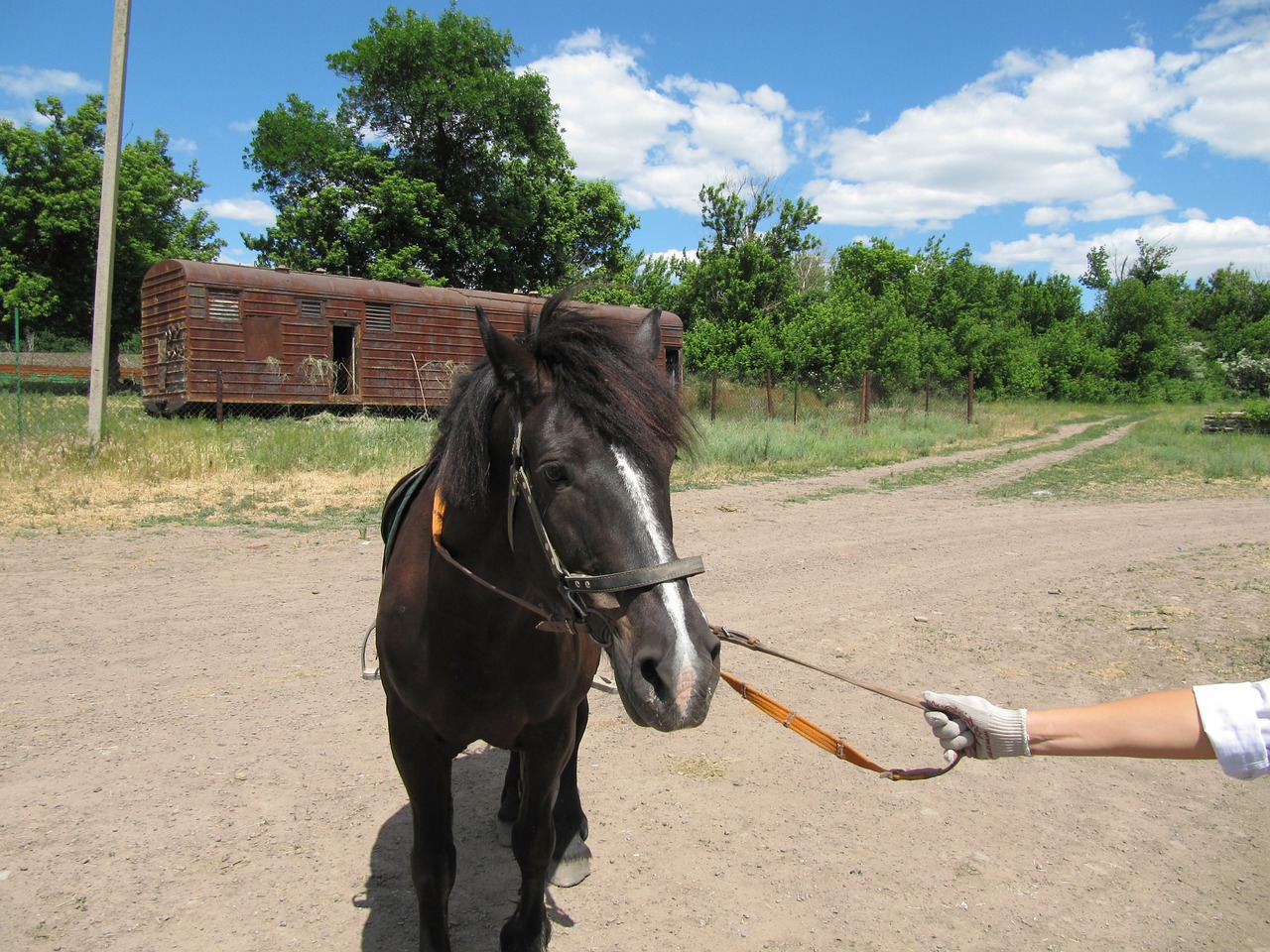 horse stallion mare free photo