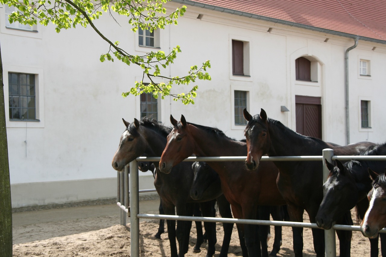 horse breeding stud neustadt dosse free photo