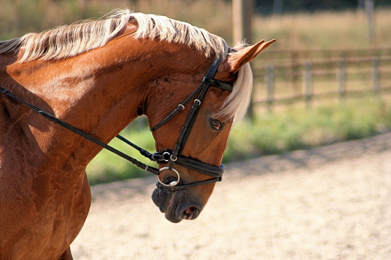 horse sweet summer free photo