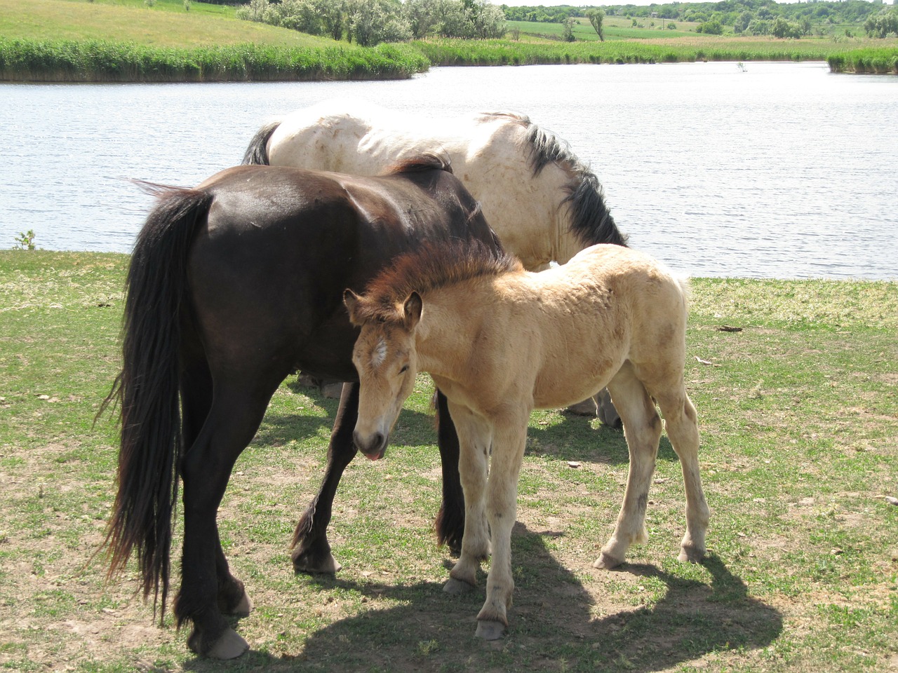horse stallion mare free photo