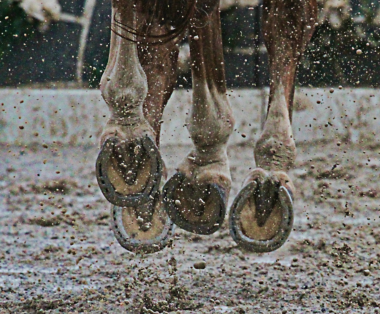 horse hooves mud free photo