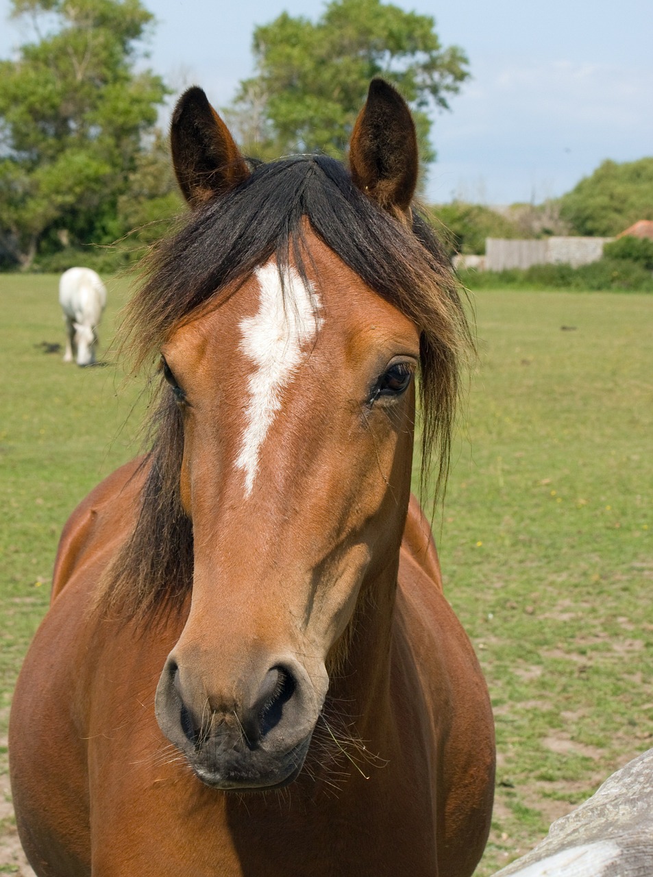 horse pony horse head free photo