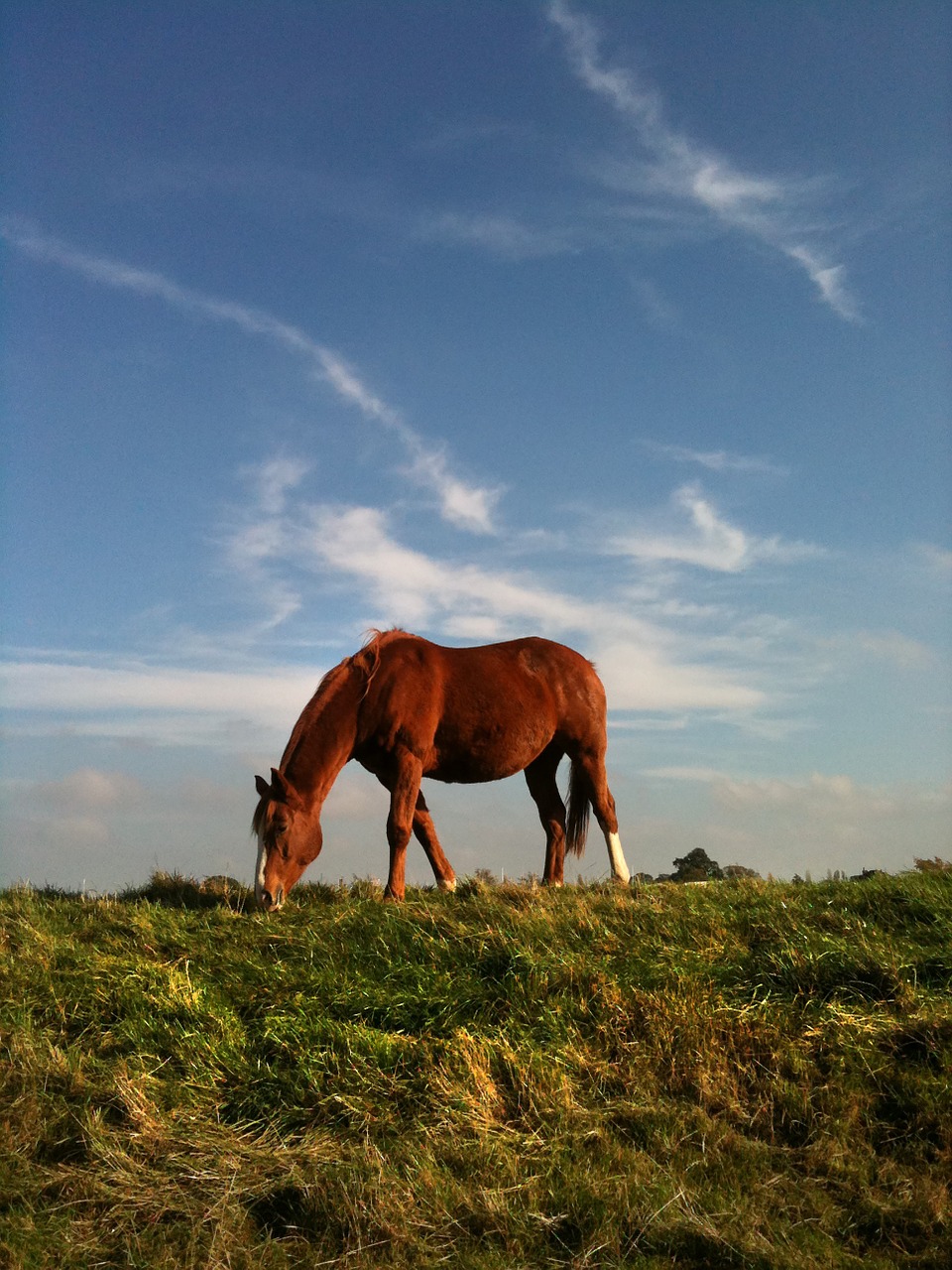 horse field sky free photo