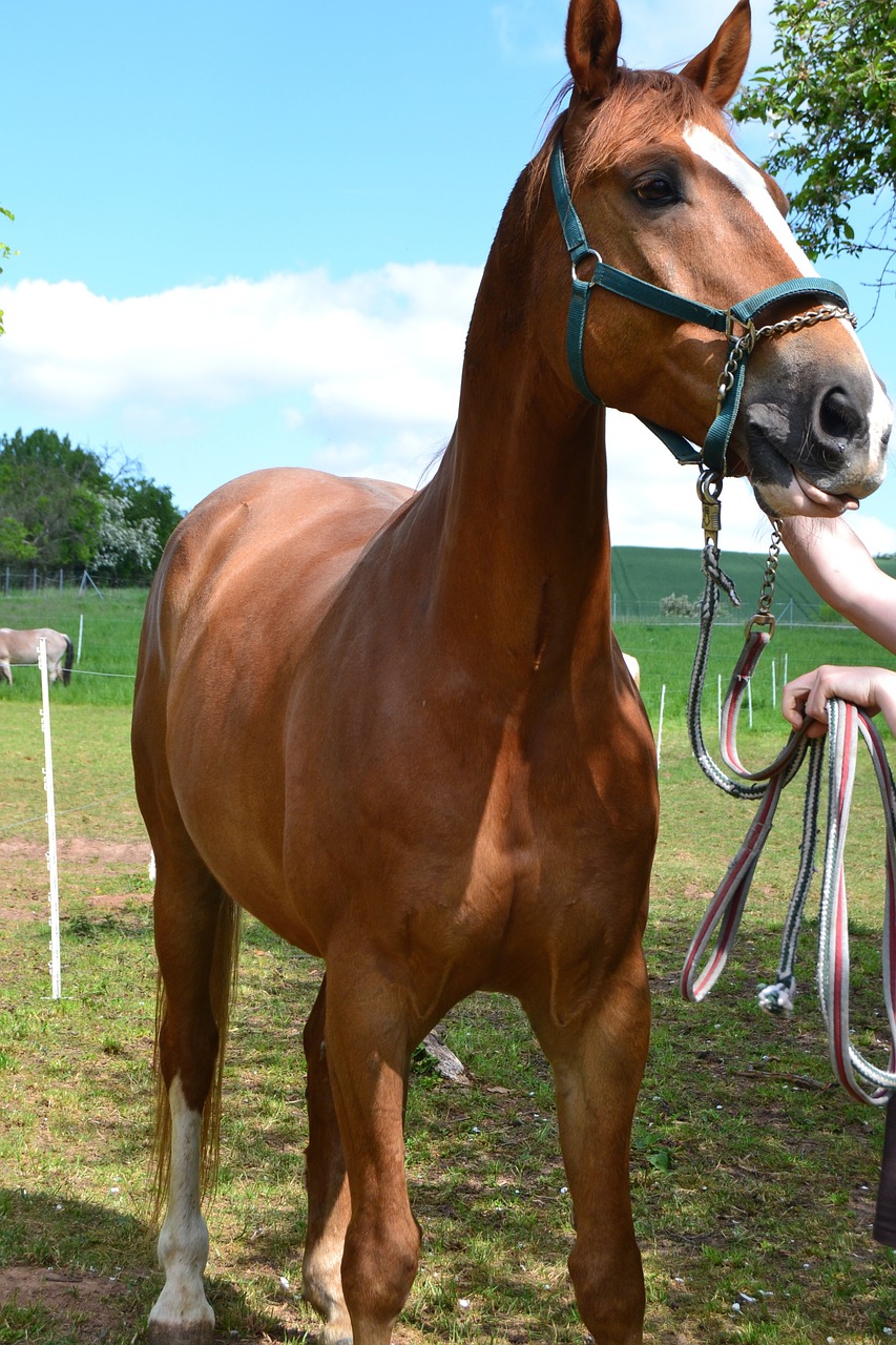 horse ride equestrian free photo