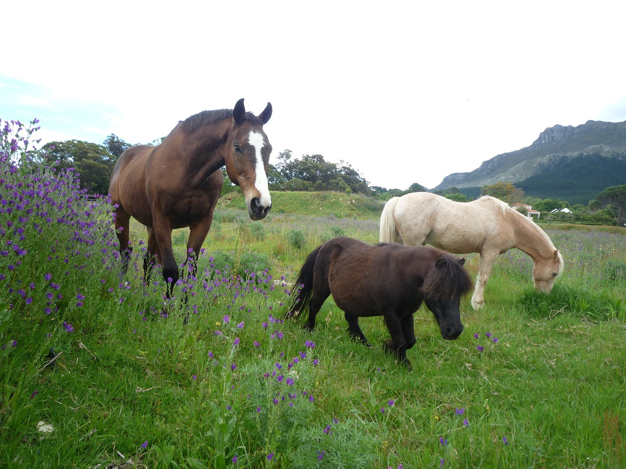 horse field animal free photo