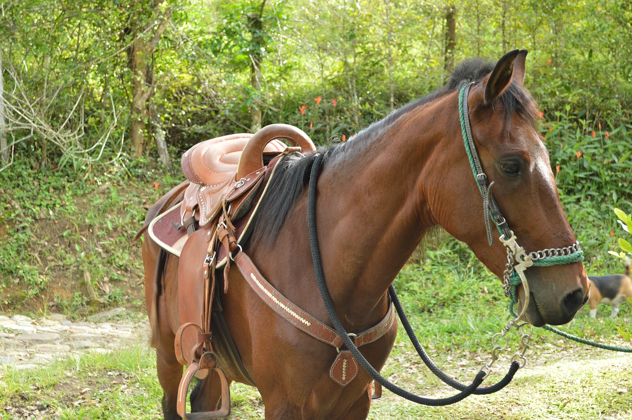 horse nature prairie free photo