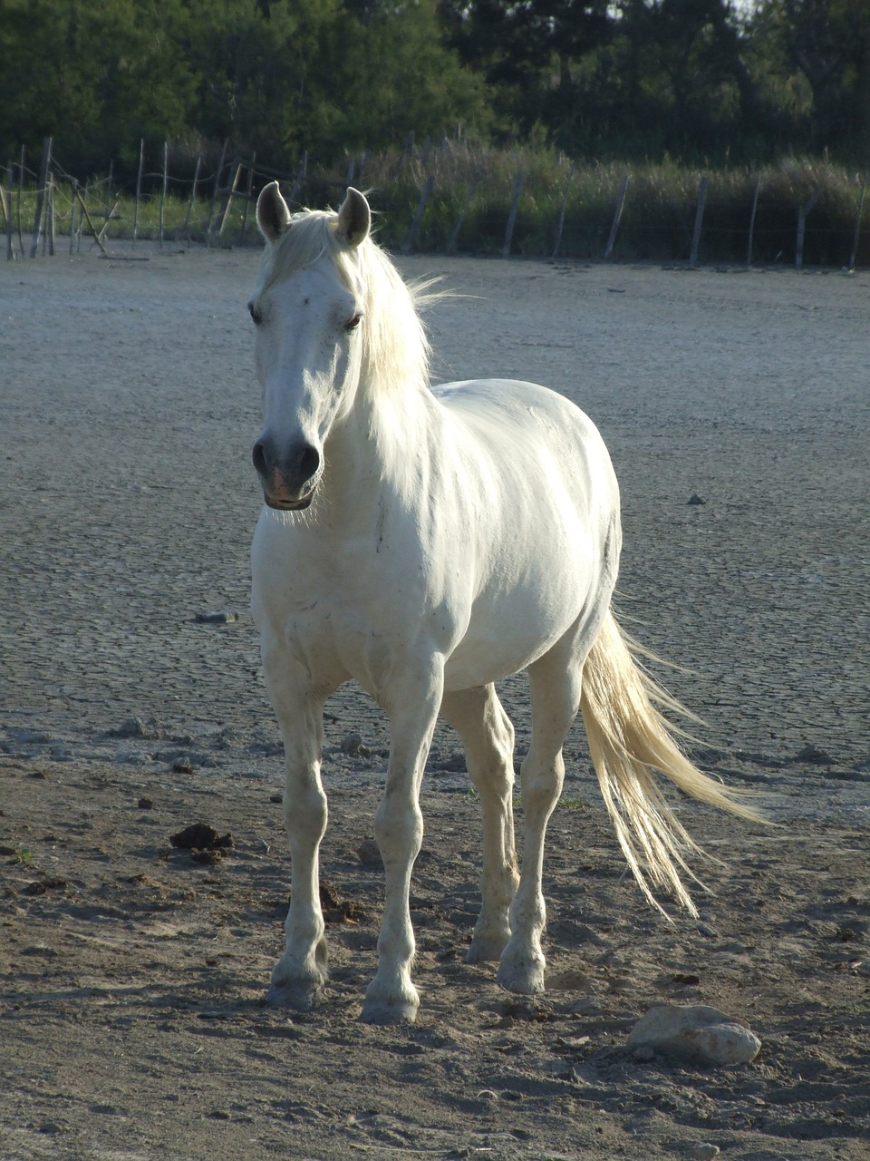 horse camargue france free photo