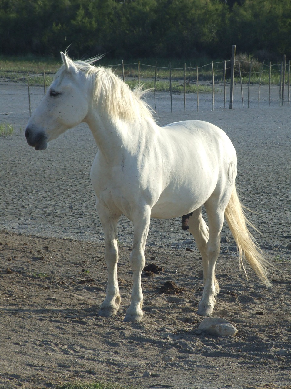 horse camargue france free photo