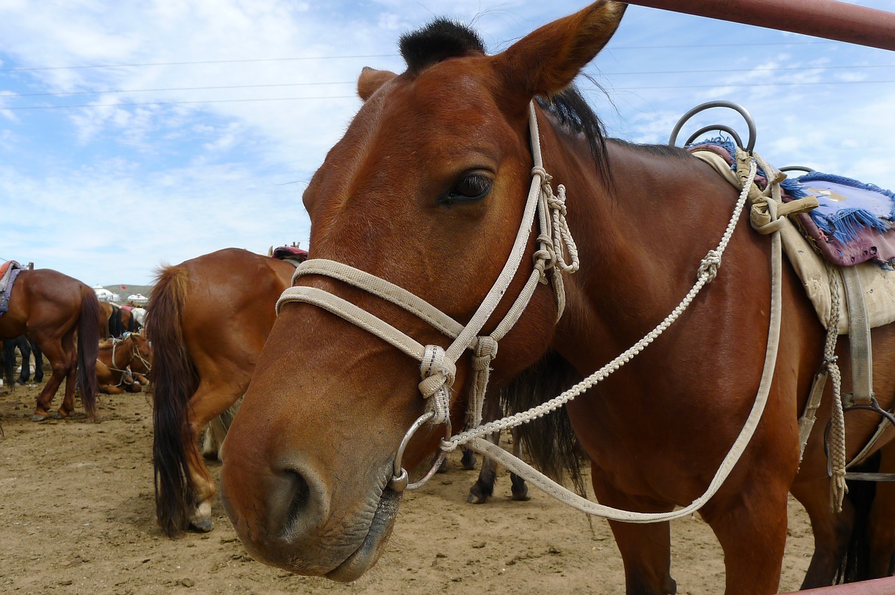 horse pet mongolia free photo