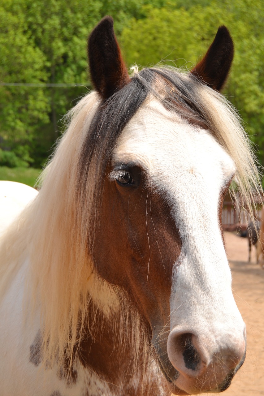 horse nature pferdeportrait free photo