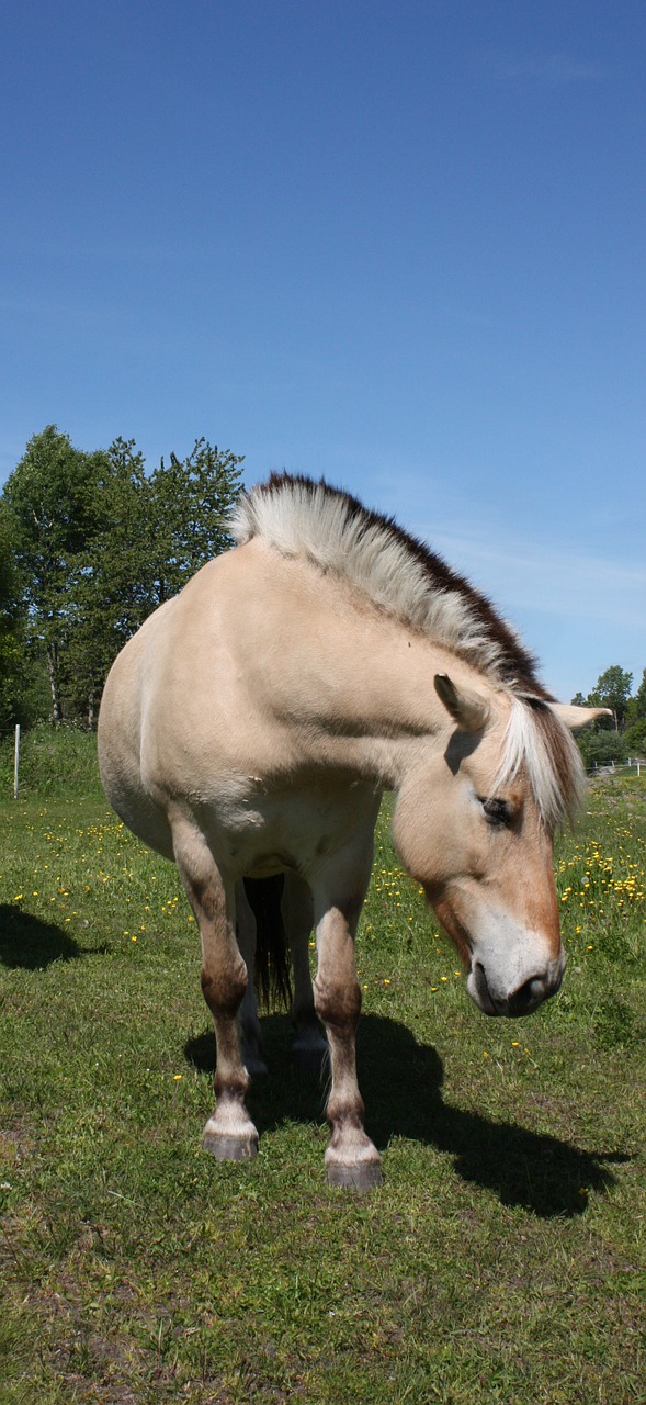 horse norwegian norway free photo