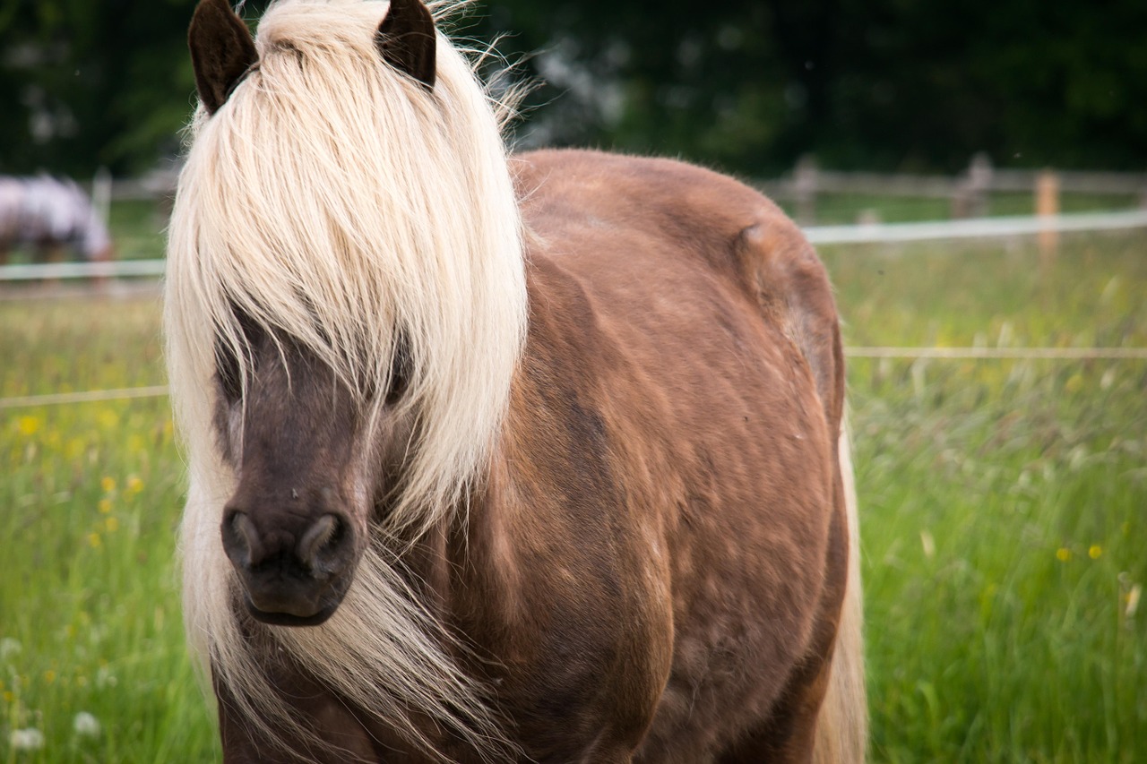 horse stallion mane free photo