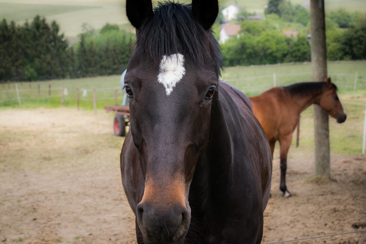 horse head horse head free photo