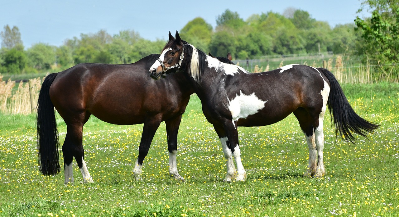 horse pasture coupling free photo