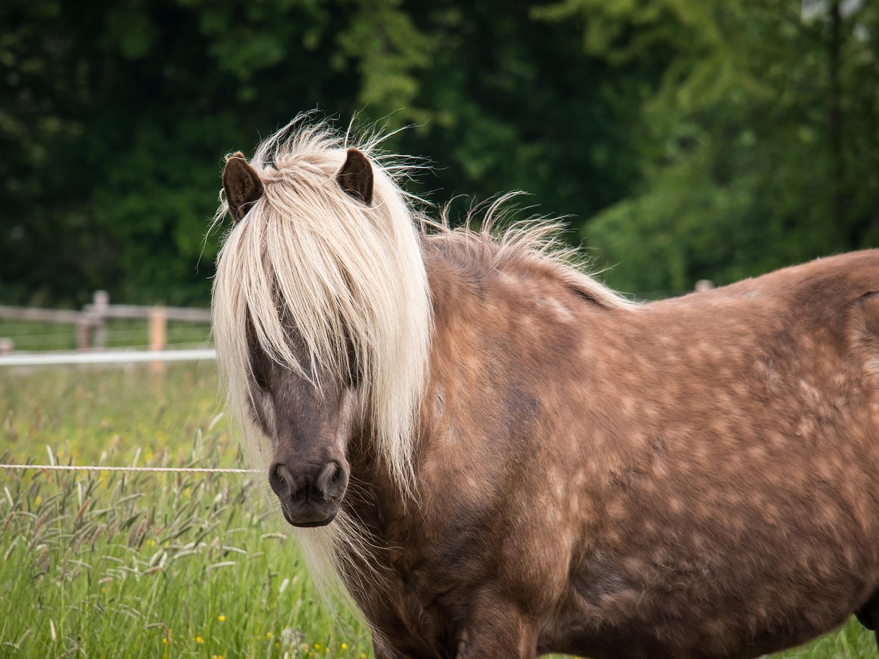 horse stallion mane free photo