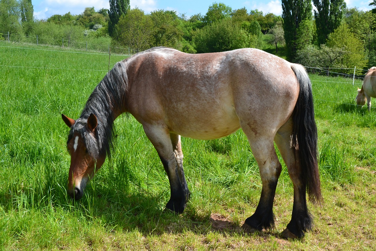 horse pasture coupling free photo