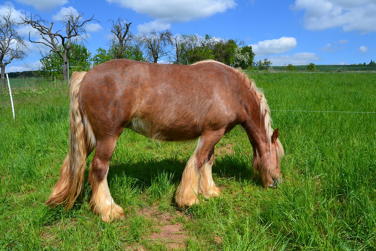 horse pasture graze free photo