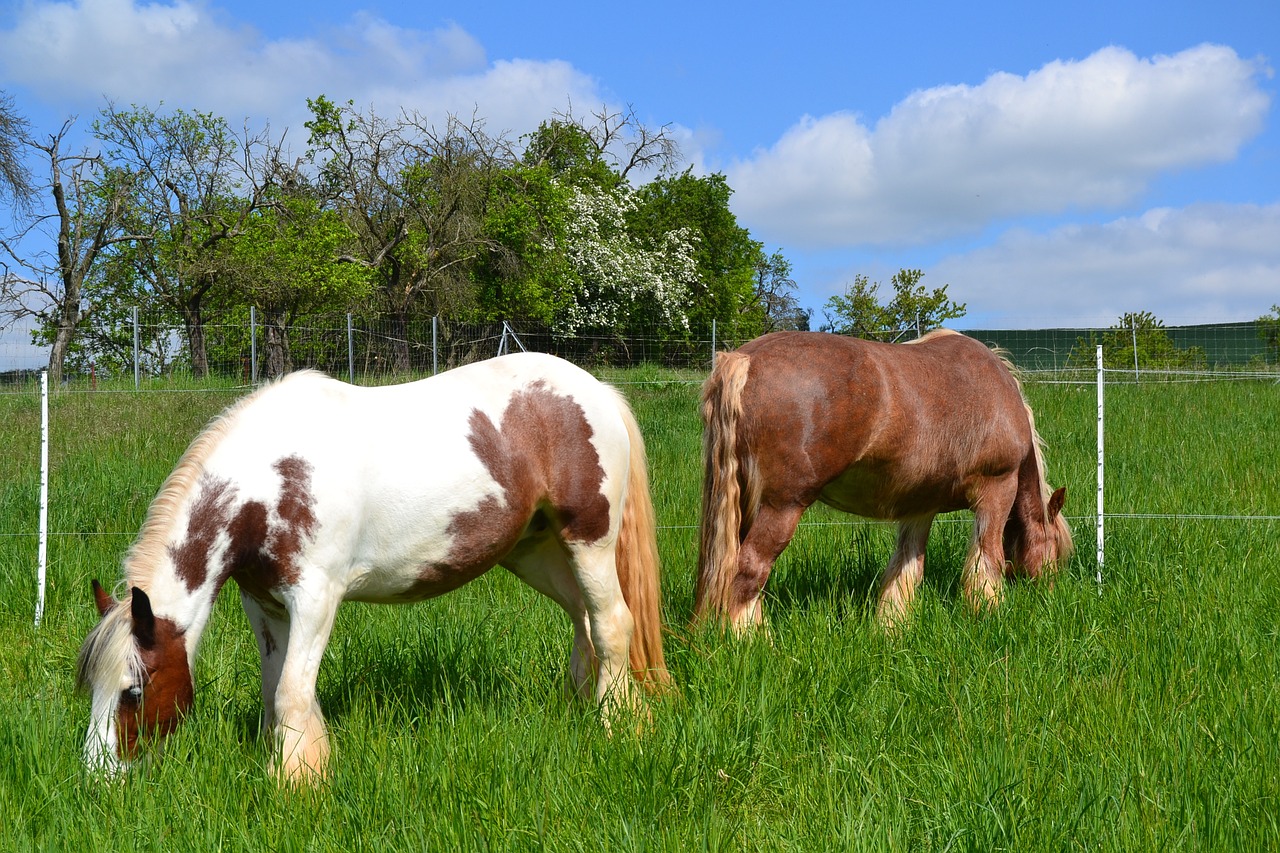 horse pasture coupling free photo