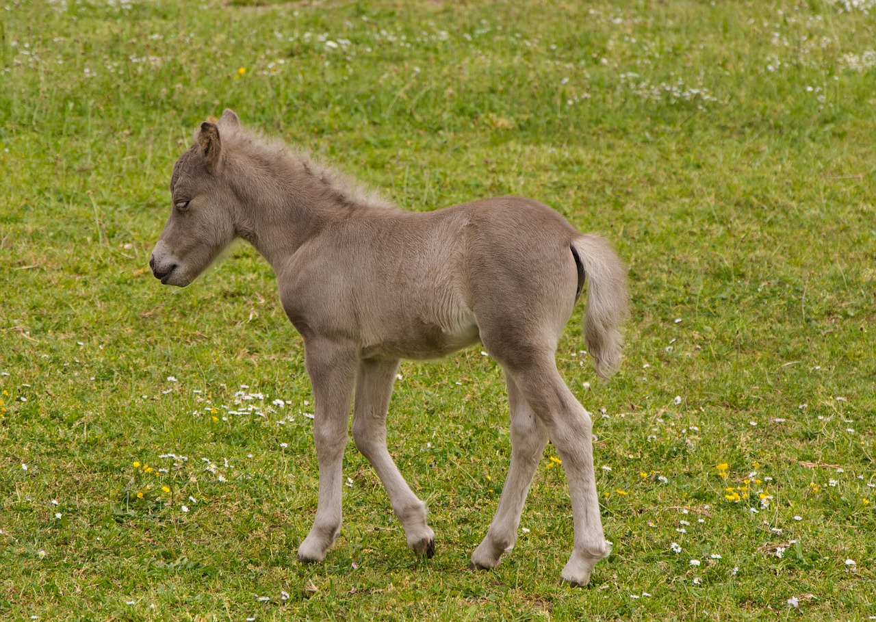 horse foal pasture free photo