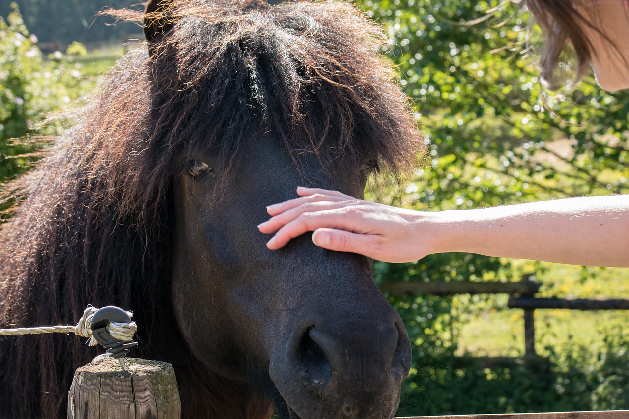 horse contact stroke free photo