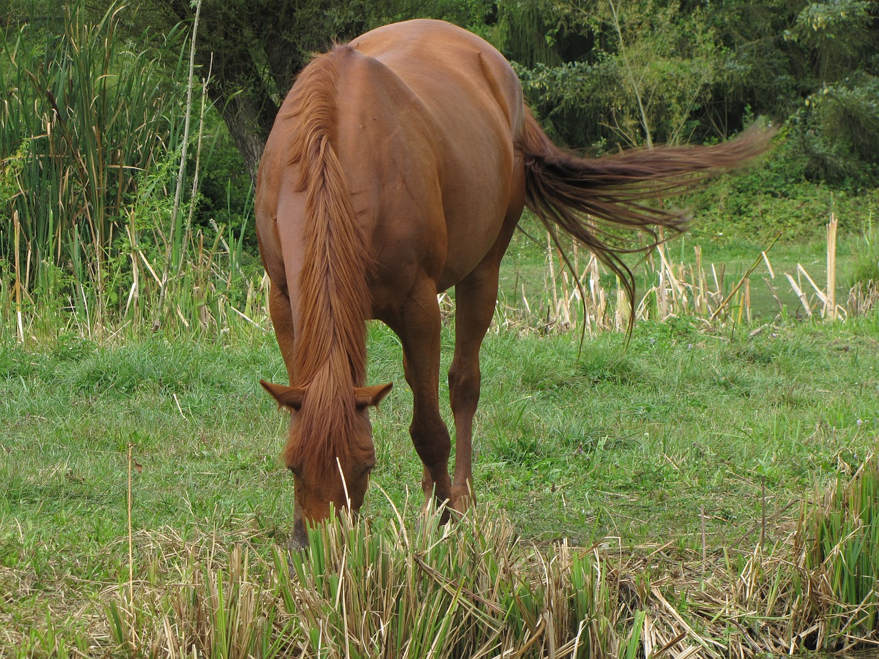 horse prairie herbs free photo