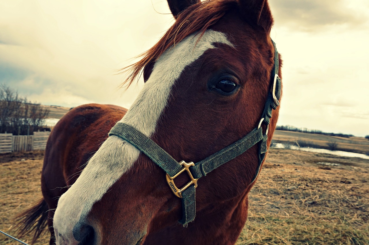 horse face animal free photo