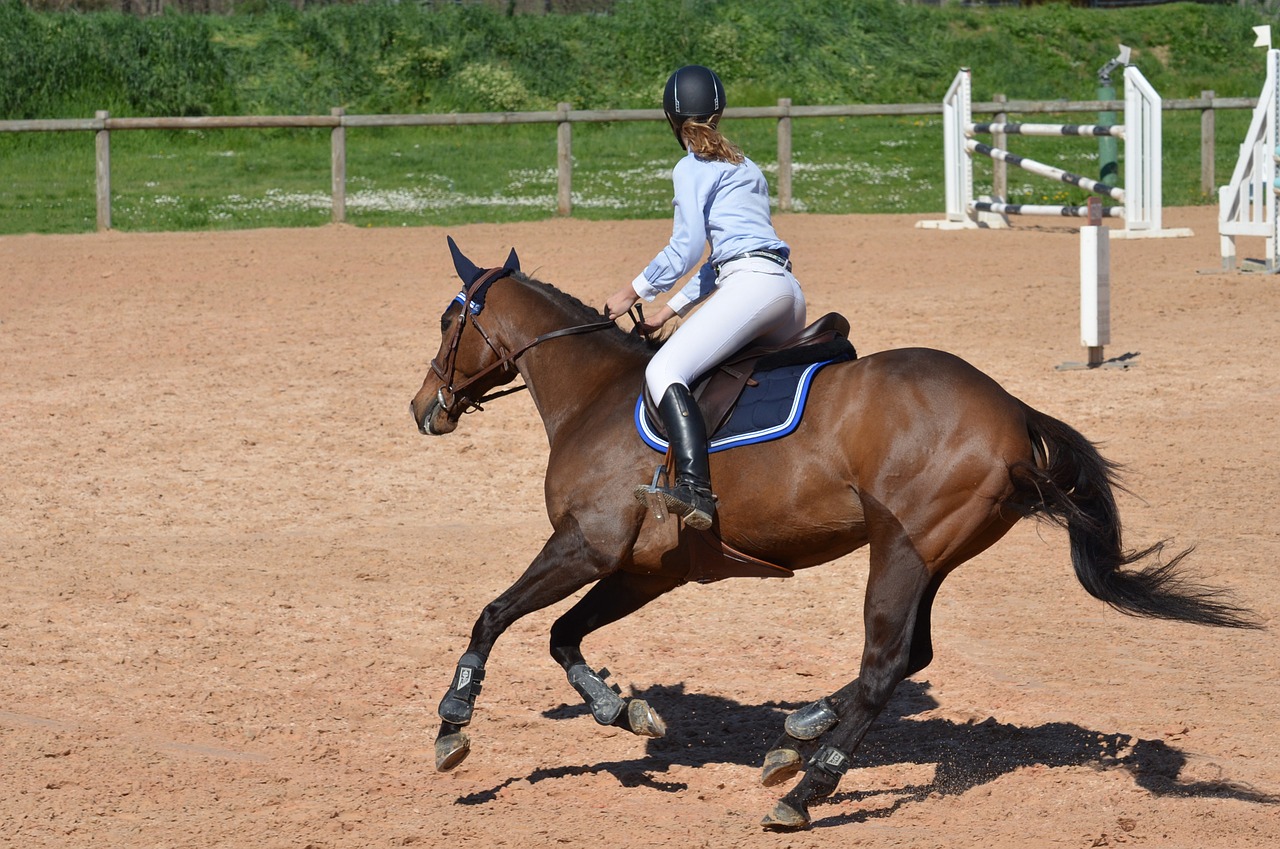 horse horseback riding competition free photo