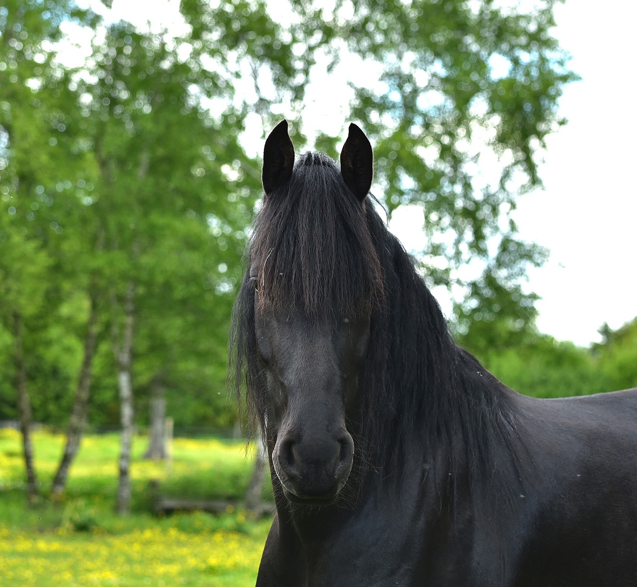 horse horse head eyes free photo